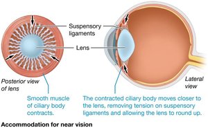 Ciliary body contracted for near vision