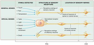 Comparison of general and special senses