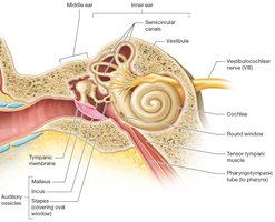 Middle ear anatomy