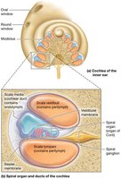 Structure of the cochlea