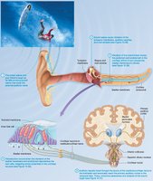 The Big Picture of Hearing