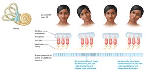 Head tilting and activity of the maculae