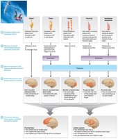 How the special senses work together