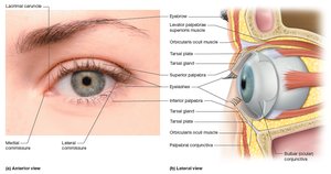 Accessory structures of the eye