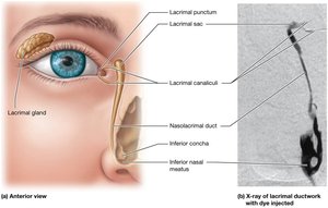 The lacrimal apparatus