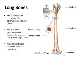 Diagram of a long bone showing epiphysis, diaphysis, marrow cavity, compact bone, and articular cartilage