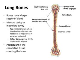 Diagram of a long bone showing blood supply, periosteum, compact bone, and marrow cavity