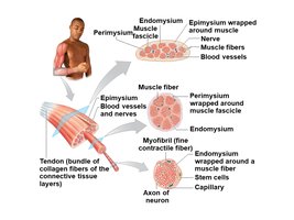 Diagram of muscle organization showing endomysium, perimysium, epimysium, and tendon
