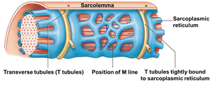 Diagram of a muscle fiber showing sarcolemma, sarcoplasmic reticulum, and T-tubules