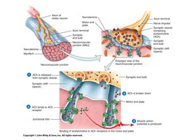 Diagram of neuromuscular junction showing synaptic transmission and muscle activation