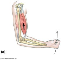 Biceps contraction and forearm flexion