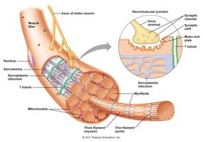 Structure of a muscle fiber and neuromuscular junction