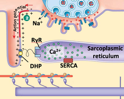 Excitation-contraction coupling and Ca2+ release