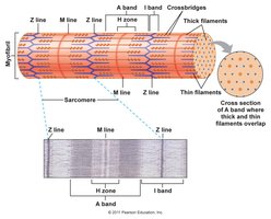 Sliding filament model of contraction