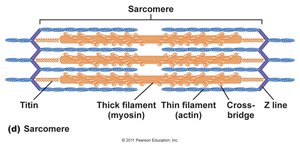 Actin filament structure and regulatory proteins