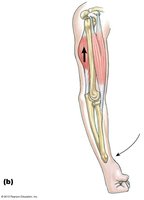 Triceps contraction and forearm extension