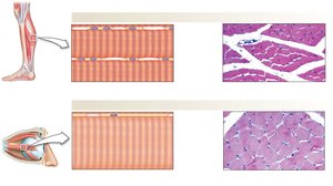 Muscle fiber types: slow-twitch and fast-twitch