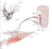 Motor unit structure and recruitment