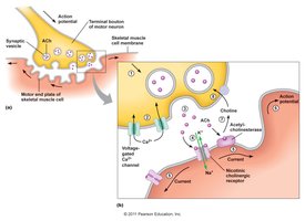 Synaptic transmission at the neuromuscular junction