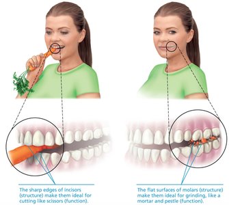 Complementarity of structure and function: teeth example