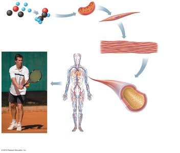 Levels of structural organization in the human body