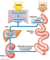 Sources of Vitamin D