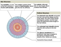 Cross section of hair follicle