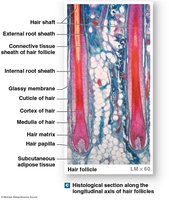 Histological section of hair follicles