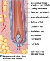 Diagrammatic view of hair follicle base