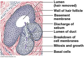 Sebaceous gland structure