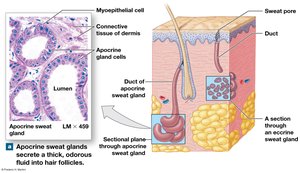 Apocrine sweat glands