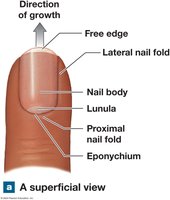 Superficial view of nail