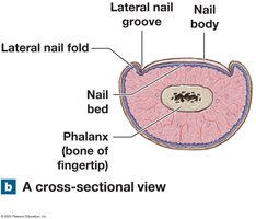 Cross-sectional view of nail
