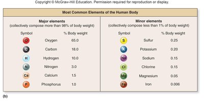 Table of most common elements in the human body