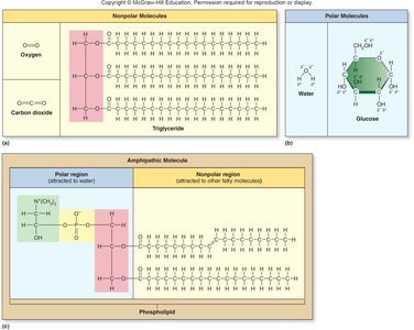 Comparison of nonpolar, polar, and amphipathic molecules