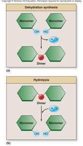 Dehydration synthesis and hydrolysis