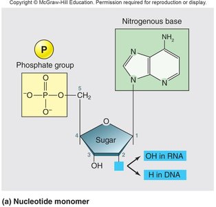 Nucleotide monomer structure