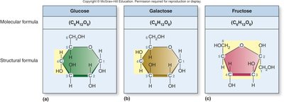Comparison of glucose, galactose, and fructose