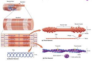 Diagram of thick, thin, and elastic filaments in muscle
