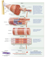 Muscle fiber and myofibril organization