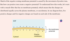 Diagram showing membrane potential across plasma membrane