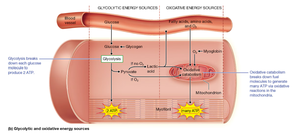 Diagram of glycolytic and oxidative energy sources in muscle