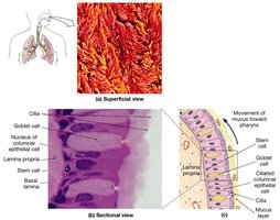 Microscopic view of respiratory epithelium