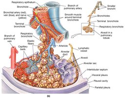 Detailed alveolar organization and gas exchange