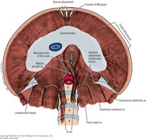 Diaphragm anatomy