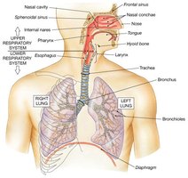Detailed anatomy of the upper and lower respiratory system