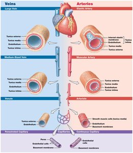Diagrammatic views of arteries, veins, and capillaries