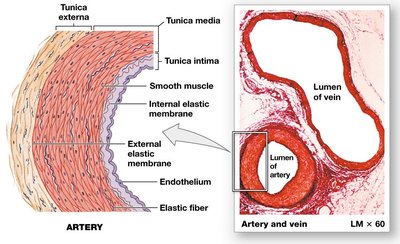 Artery wall structure