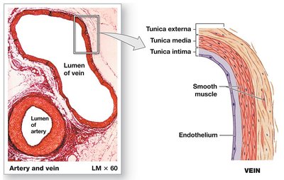 Vein wall structure