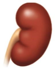 Kidney